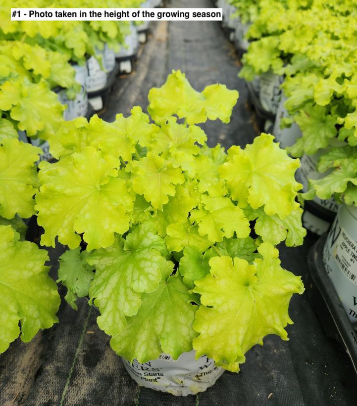 HEUCHERA DOLCE `APPLE TWIST`