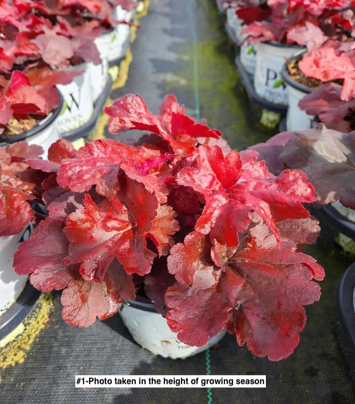 HEUCHERA PRIMO `MAHOGANY MONSTER`