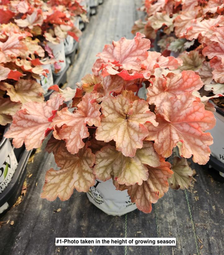 HEUCHERA PRIMO `PEACHBERRY ICE`