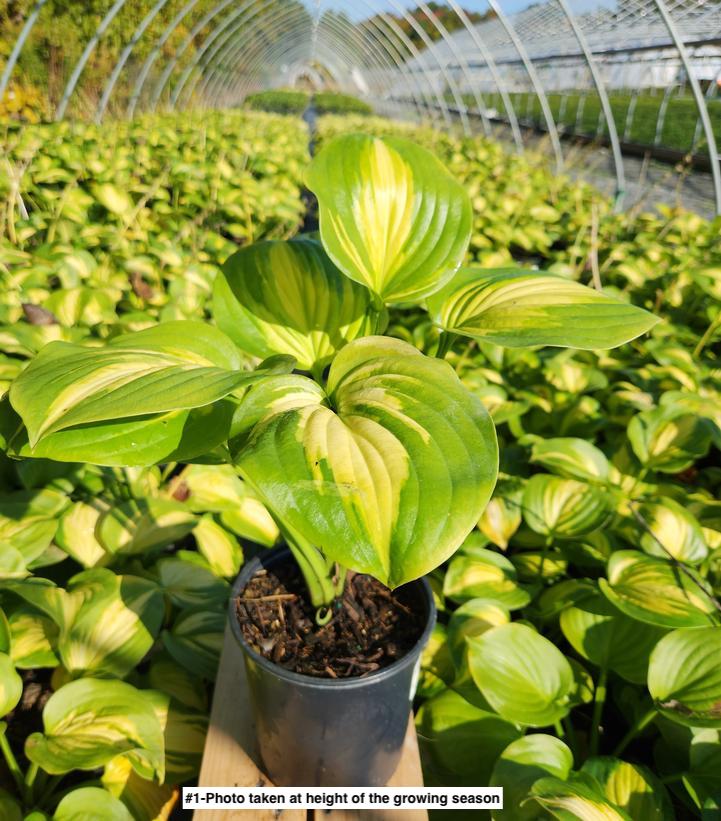 HOSTA `AVOCADO`