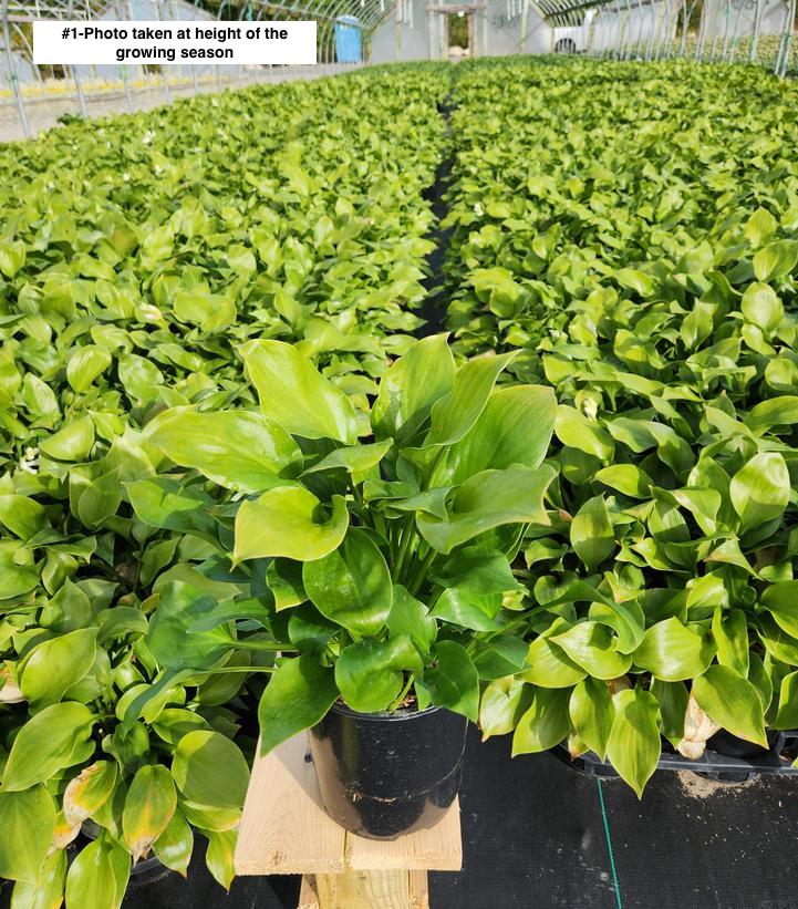 HOSTA `ROYAL CREST`