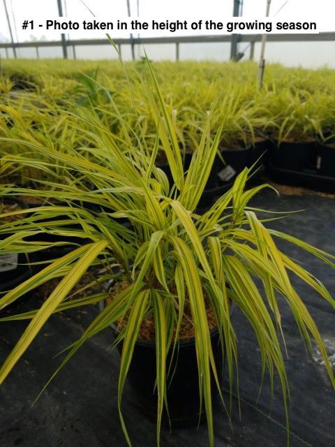 HAKONECHLOA MACRA `AUREOLA`