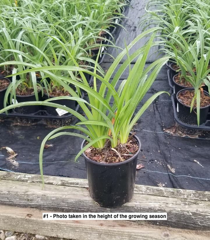 HEMEROCALLIS `ALABAMA JUBILEE`