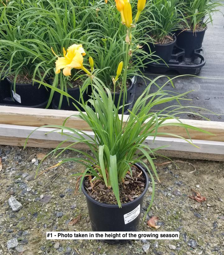 HEMEROCALLIS `APRICOT SPARKLES`