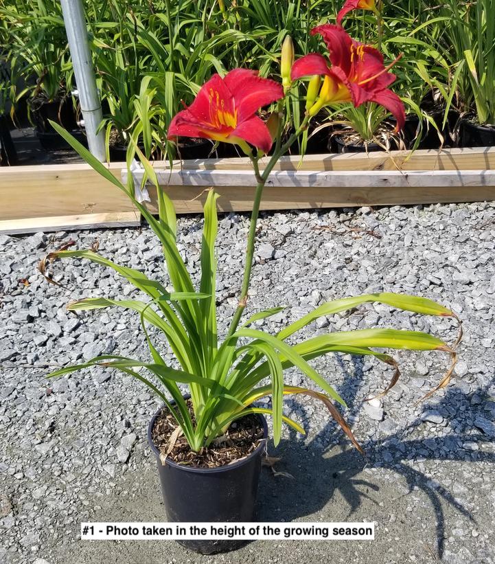 HEMEROCALLIS `CHICAGO APACHE`