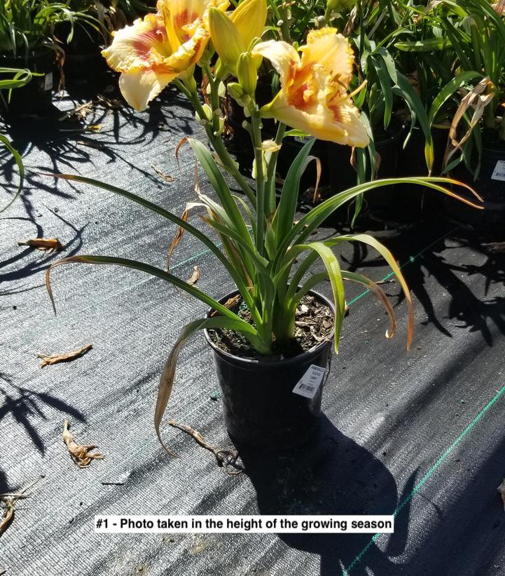 HEMEROCALLIS `CUSTARD CANDY`