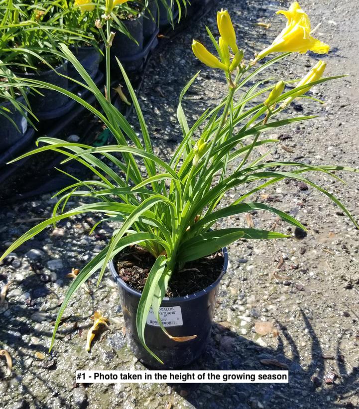 HEMEROCALLIS `HAPPY RETURNS`