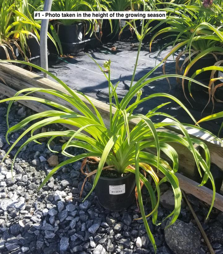 HEMEROCALLIS `LITTLE GRAPETTE`
