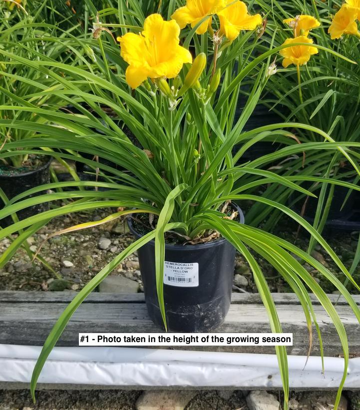 HEMEROCALLIS `STELLA D`ORO` - YELLOW