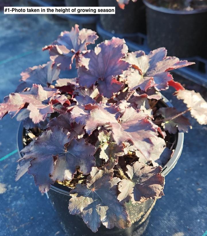 HEUCHERA `FROSTED VIOLET`
