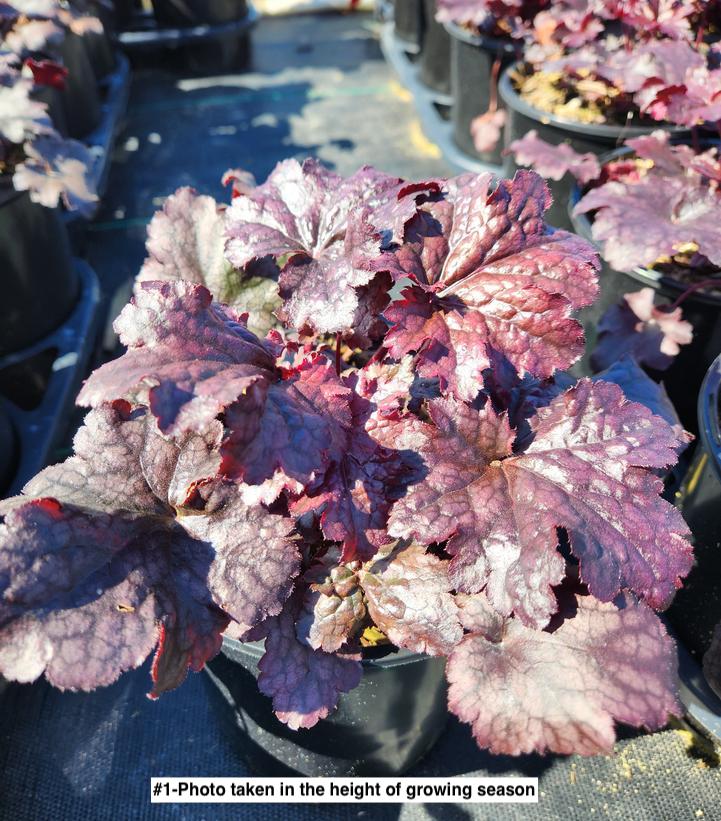 HEUCHERA `PLUM PUDDING`