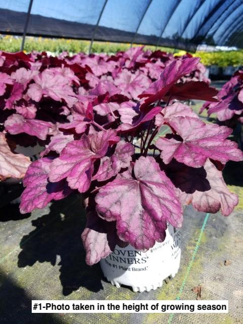 HEUCHERA PRIMO `WILD ROSE`
