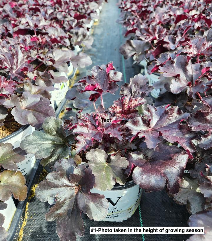 HEUCHERA PRIMO `BLACK PEARL`