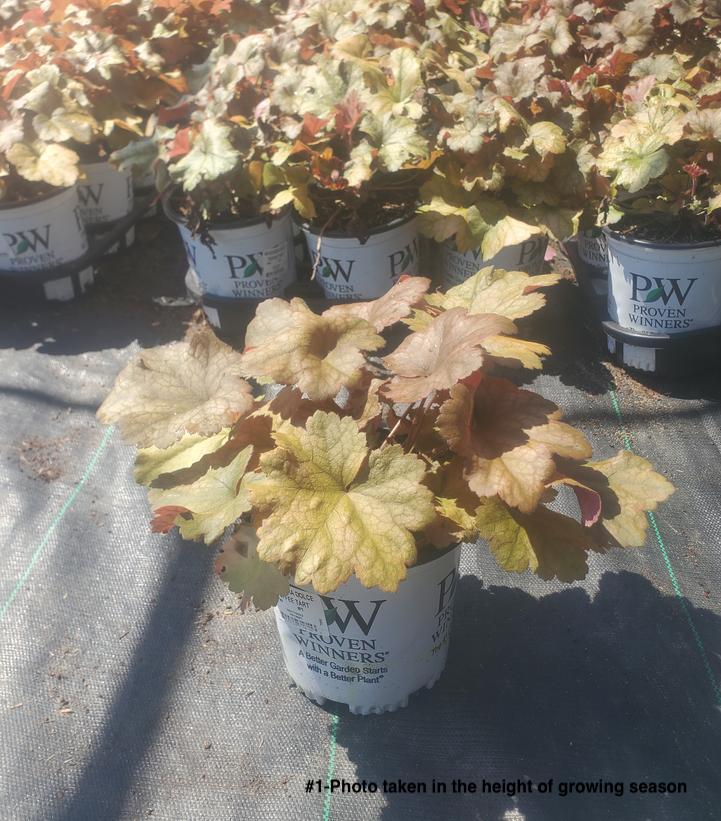 HEUCHERA DOLCE `TOFFEE TART`