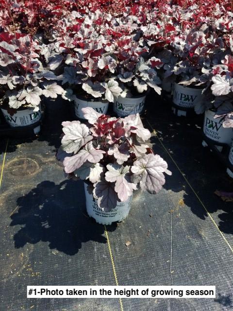 HEUCHERA DOLCE `SILVER GUMDROP`