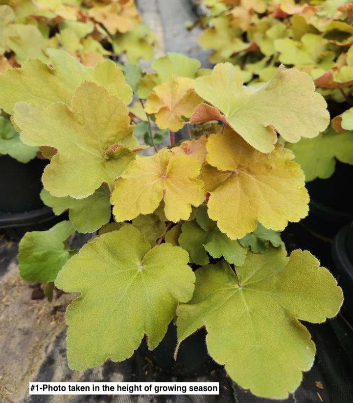 HEUCHERA VILLOSA `CARAMEL`