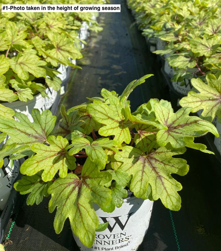 HEUCHERELLA FUN AND GAMES `EYE SPY`