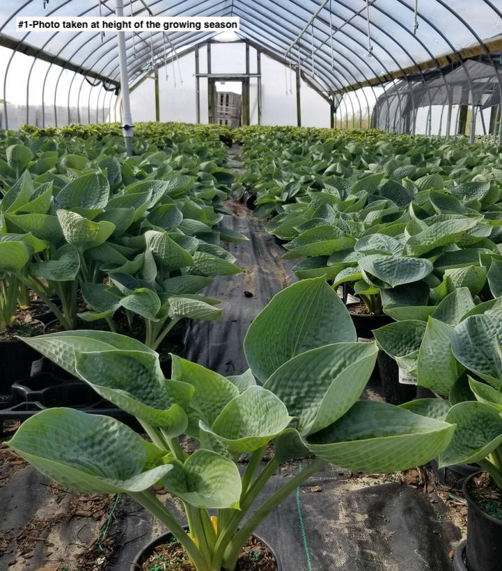 HOSTA `BIG DADDY`