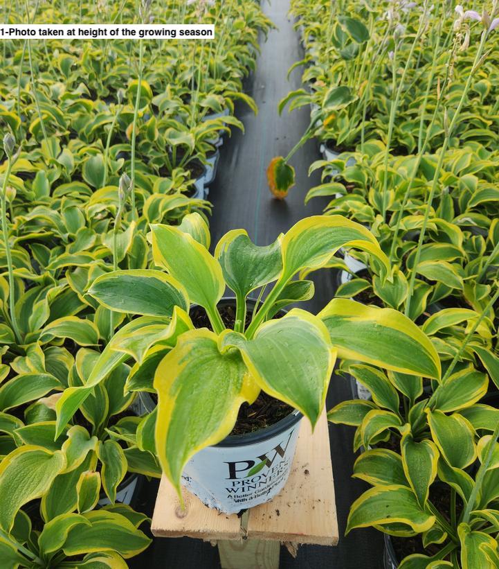 HOSTA SHADOWLAND `SEDUCER`