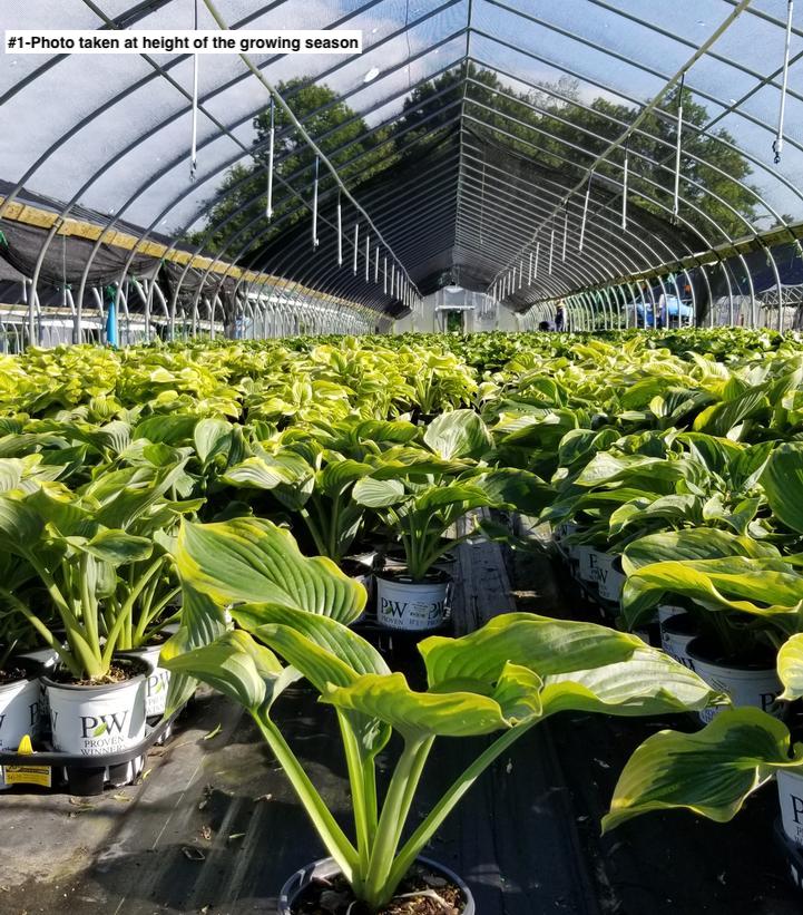 HOSTA SHADOWLAND `WU-LA-LA`
