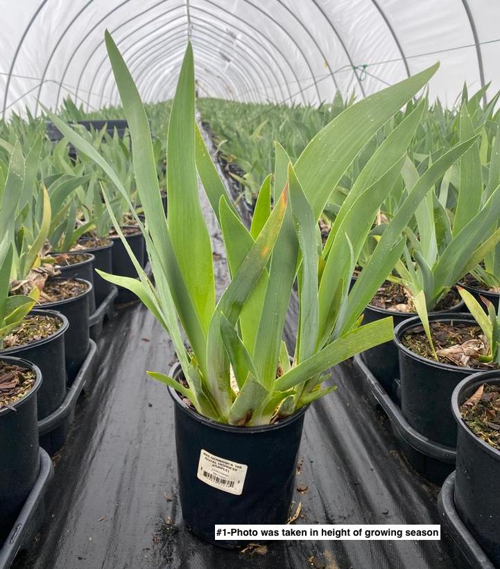 IRIS GERMANICA `HIS ROYAL HIGHNESS` (PURPLE)