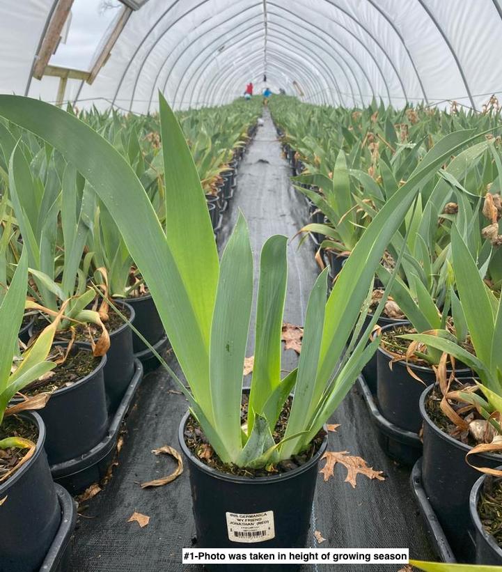 IRIS GERMANICA `MY FRIEND JONATHAN` (RED)