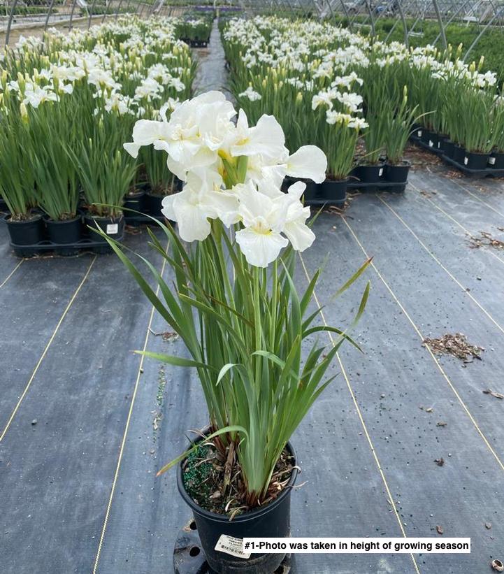 IRIS SIBIRICA `SWANS IN FLIGHT`