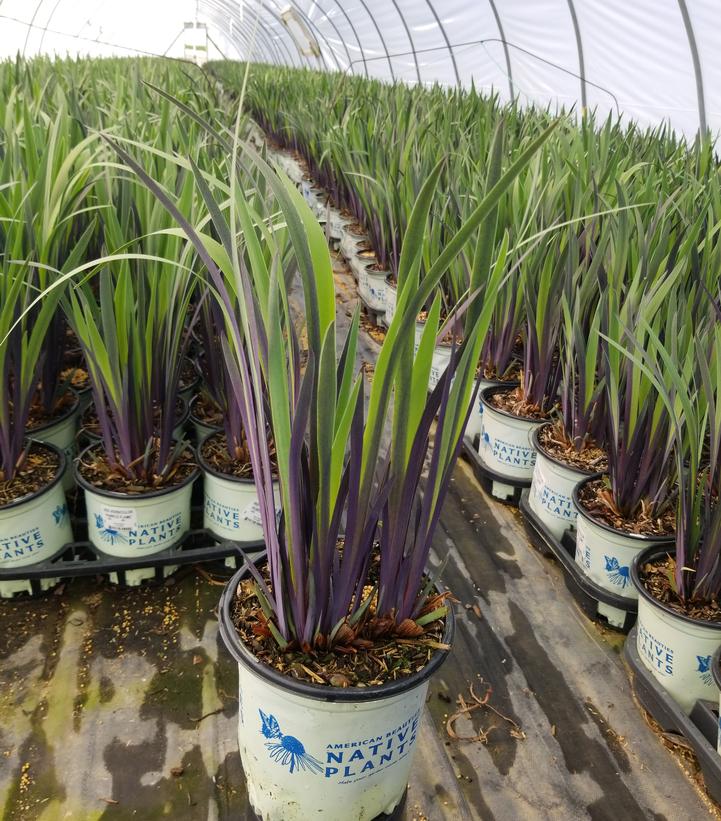 IRIS VERSICOLOR `PURPLE FLAME`
