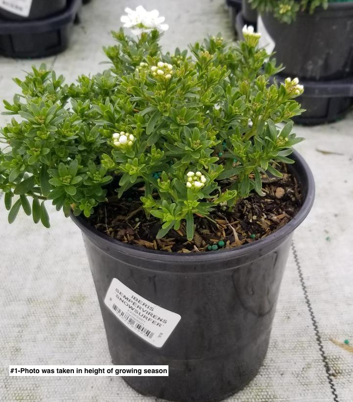 IBERIS SEMPERVIRENS `SNOWSURFER`