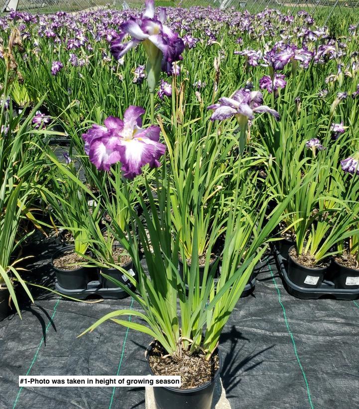 IRIS ENSATA `LION KING`