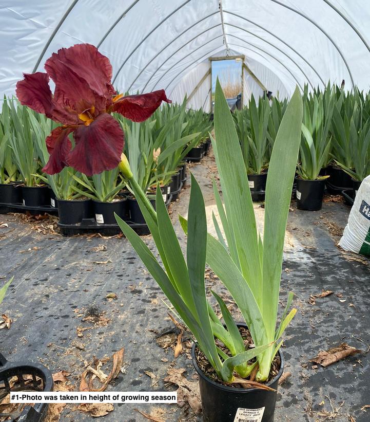 IRIS GERMANICA `BERNICE`S LEGACY` (RED)