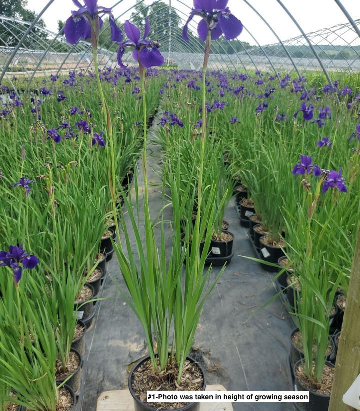IRIS SIBIRICA `CAESAR`S BROTHER`