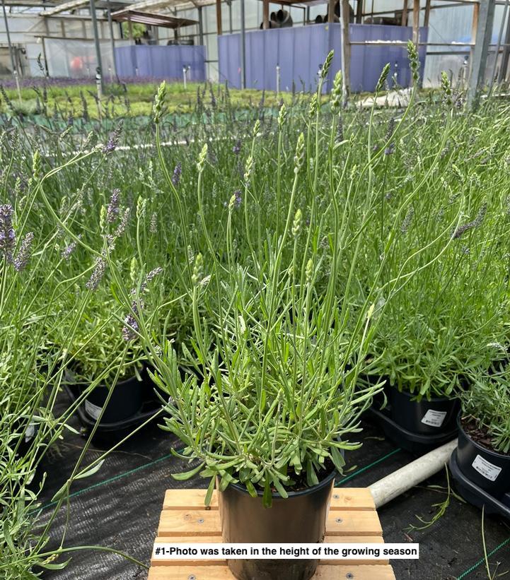 LAVANDULA X INTERMEDIA `SENSATIONAL!®`