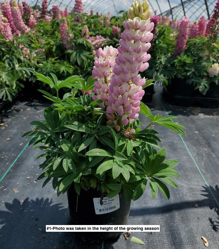 LUPINUS P. LUPINI `PINK SHADES`