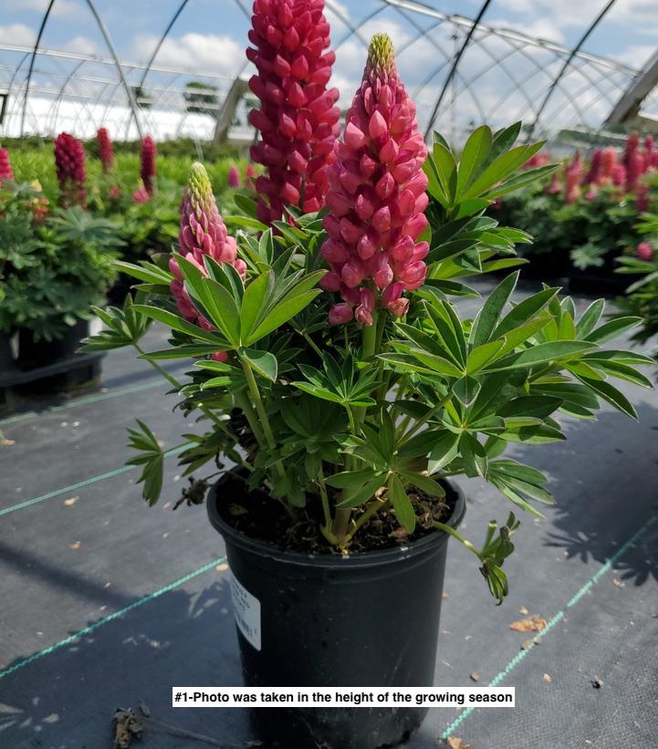 LUPINUS P. LUPINI `RED SHADES`