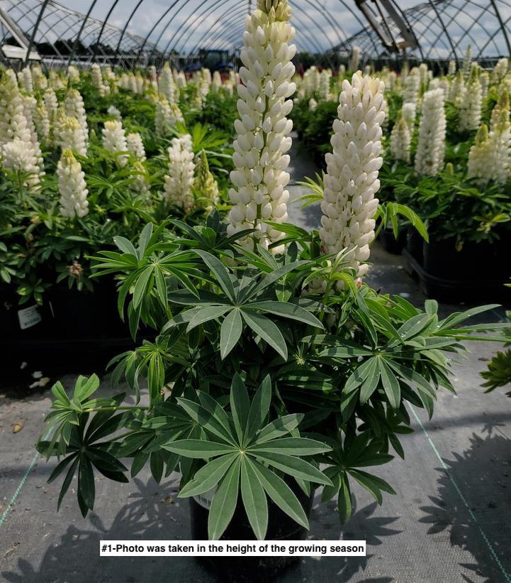 LUPINUS P. LUPINI `WHITE SHADES`