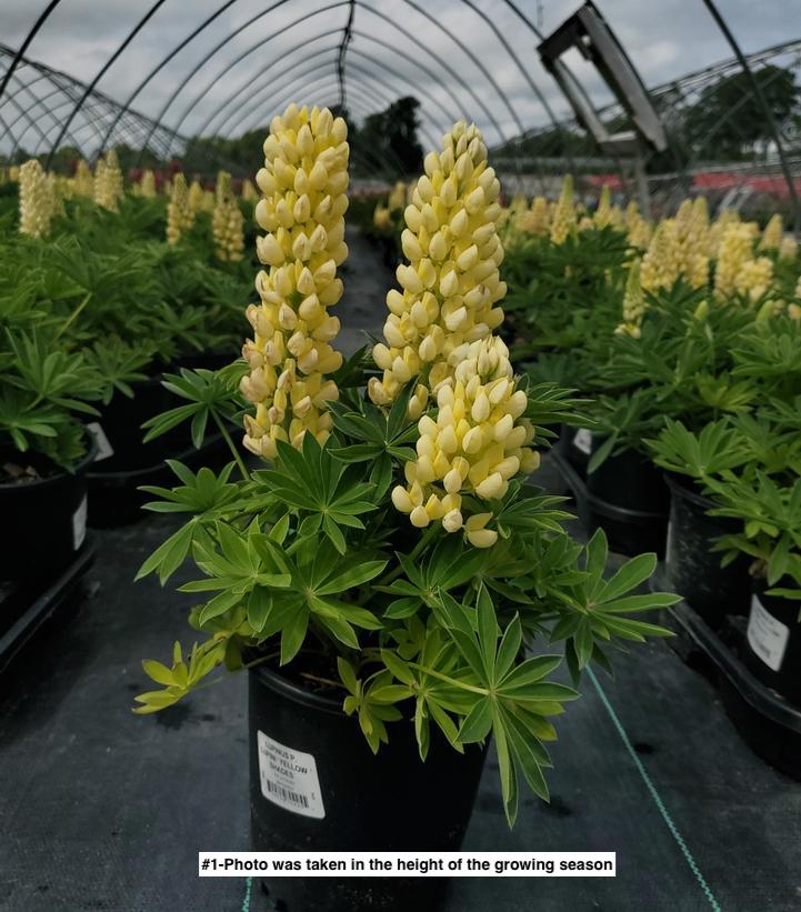 LUPINUS P. LUPINI `YELLOW SHADES`