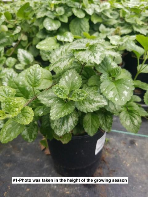 LAMIASTRUM GALEOBDOLON `VARIEGATUM`