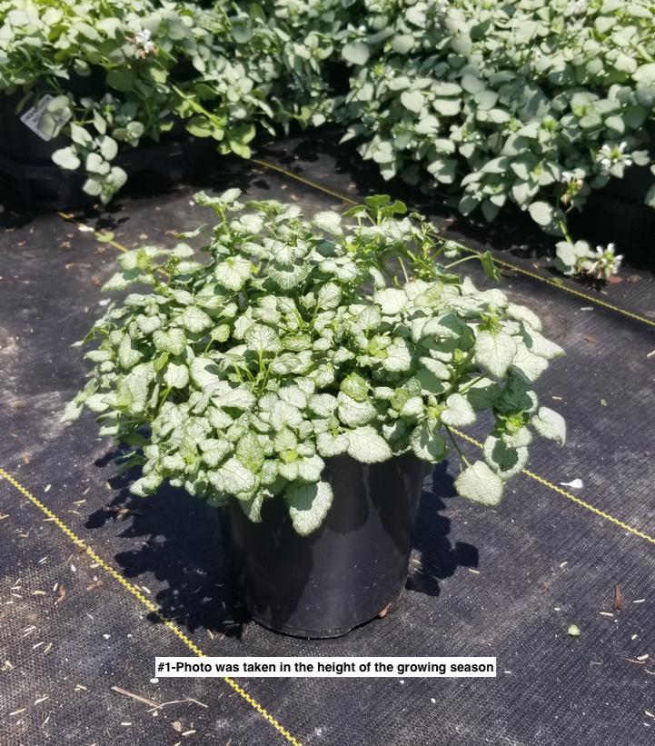 LAMIUM MACULATUM `WHITE NANCY`