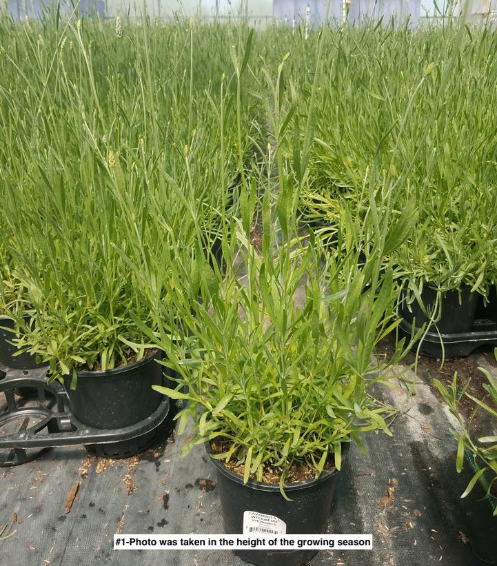 LAVANDULA X INTERMEDIA `PROVENCE`
