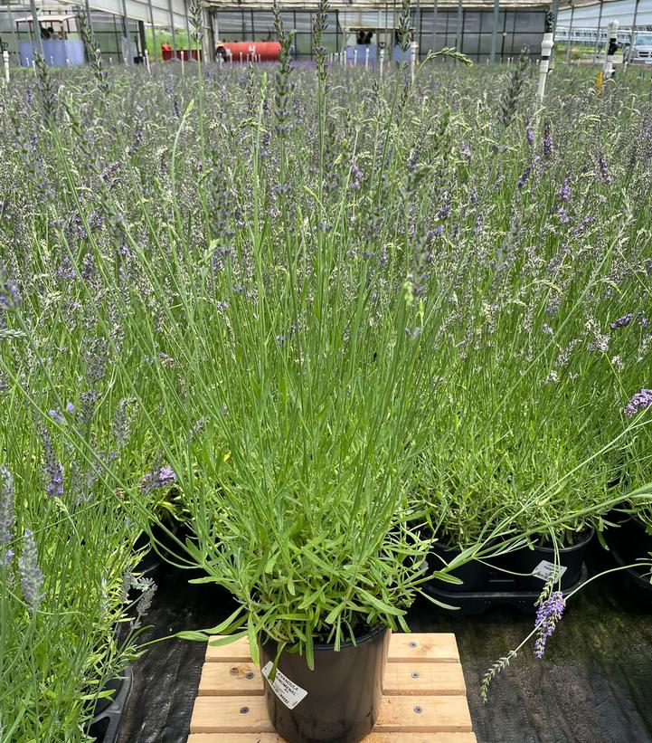 LAVANDULA X INTERMEDIA `PHENOMENAL®`