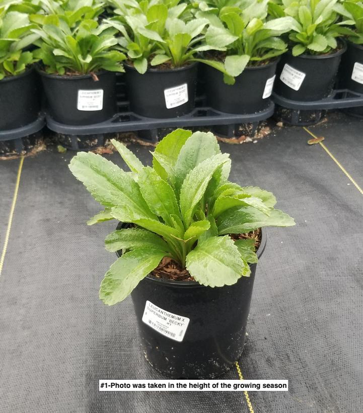 LEUCANTHEMUM X SUPERBUM `BECKY`