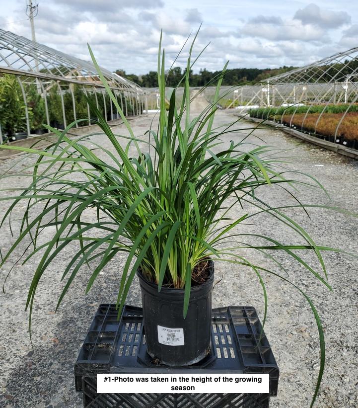 LIRIOPE MUSCARI `BIG BLUE`