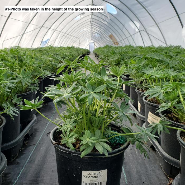 LUPINUS `CHANDELIER`