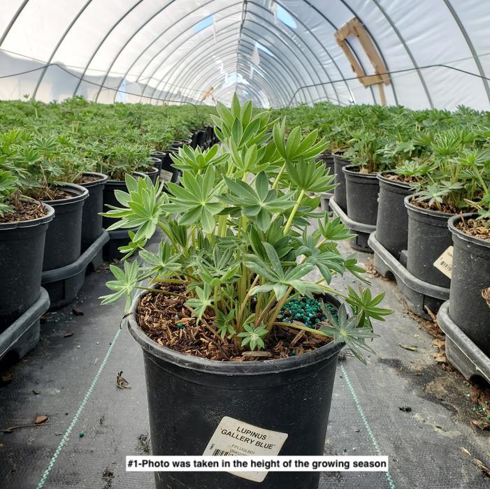 LUPINUS `GALLERY BLUE`