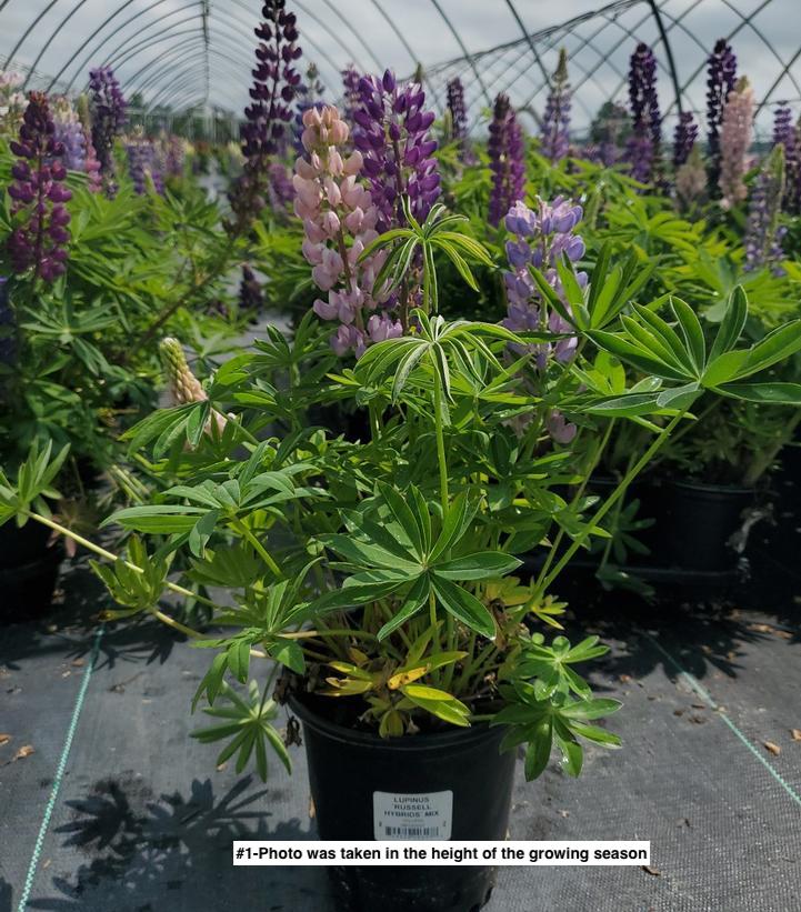 LUPINUS `RUSSELL HYBRIDS` MIX