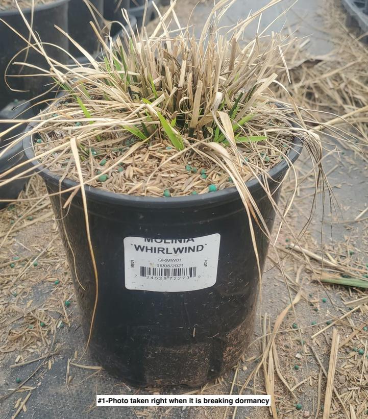 MOLINIA `WHIRLWIND`