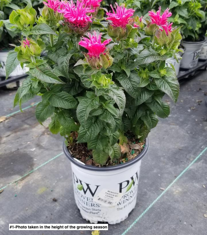 MONARDA `PARDON MY CERISE`