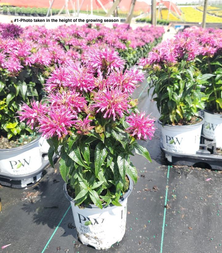 MONARDA `PARDON MY PURPLE`