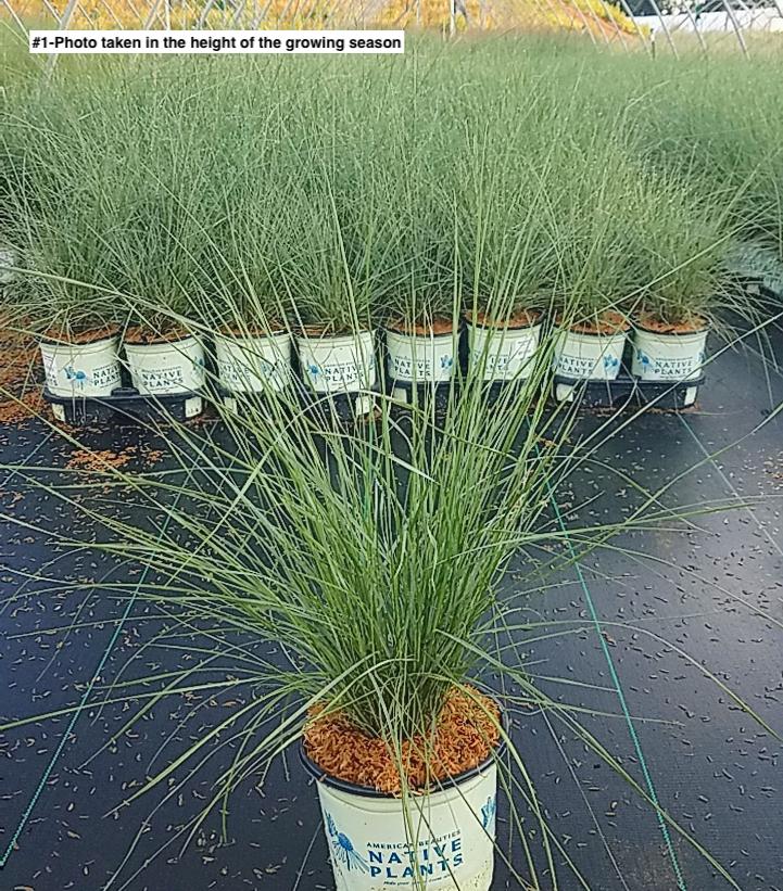MUHLENBERGIA CAPILLARIS